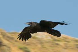 A raven is any of several species of large birds of the genus corvus. Raven Wikipedia