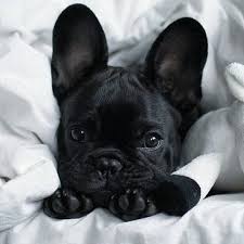 Black And White Bulldog Puppy Black Jaguar White Tiger On Instagram From 3x I Blackjaguarwhitetiger Saveourplanet Cute Animals Animals Baby Animals