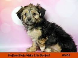 These adorable pups are available for adoption in lake zurich, illinois. Dogs Puppies For Sale Petland Chicago Ridge Illinois Pet Store Puppies For Sale Puppies Dogs And Puppies