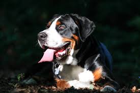 We did not find results for: Wallpaper Bernese Mountain Dog Puppy Vertebrate Dog Like Mammal Dog Breed Muzzle Great Swiss Mountain Dog Greater Swiss Mountain Dog Entlebucher Mountain Dog Appenzeller Sennenhund 3600x2400 Wallpaperup 569375 Hd Wallpapers Wallhere