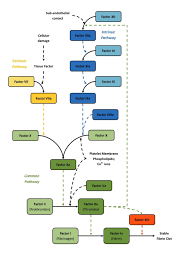 Image result for Common Clotting Pathway