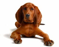 They were named after the ticking pattern and color of their coat. Redbone Coonhound Dog Breed Information Pictures Characteristics Facts Dogtime