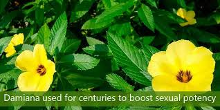 Boost Sexual Potency Damiana For Women Intenza