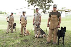 Canines In Combat Military Working Dogs Military Working Dogs Working Dogs
