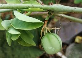 Image result for Adenia