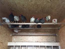 Weil etwa alle 24 stunden ein ei heranreift, entsteht ein morgendlicher legerhythmus, der sich nur etwas in den vormittag verschiebt. 7 Kurze Antworten Zu Fragen Rund Um Huhn Ei Bio Bauernhof Innauer Bio Urlaub Am Bauernhof Bodensee Vorarlberg
