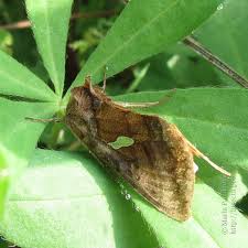 Image result for Autographa excelsa
