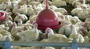 H5n8 is a subtype of the influenza a virus (sometimes called bird flu) and is highly lethal to wild birds and poultry. Russia Identifica Primeiros Casos De Gripe Aviaria H5n8 Em Humanos Ne10 Interior
