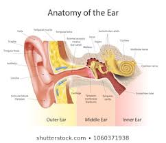 middle ear images stock photos vectors shutterstock