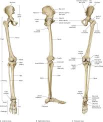 Now let's look at the tibia bone, which is the larger of the two leg bones, located medially. Hip Thigh Atlas Of Anatomy