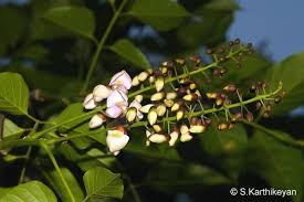 Shop our huge selection of flowering trees online with delivery right to your door. Pongamia Glabra Common Name Pongam Indian Beech Tree Origin India Seychelles Malaya Ceylon Tropical Australia Ch Flowering Trees Beautiful Flowers Tree