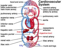 Cardiorespiratory System Health Sciences At Daily Life