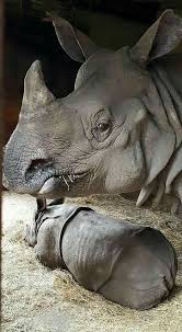 Mother Rhinoceros And Her Baby Gergedanlar Hayvan Yavrulari Hayvan