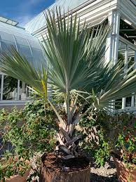 Image result for Latania loddigesii