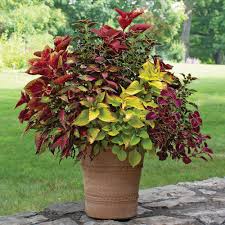 Coleus Confetti Classic Container Garden