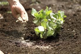 We did not find results for: Organic Lawn Fertilizer Better Homes Gardens