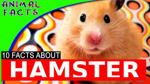 Kale, collard greens, zucchini and shredded carrot are all on the menu. Hamster Facts And Information For Kids Hamster Animal Facts Hamster Cat Facts