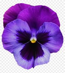 This item is unframed/unmatted and will be shipped in a protective sleeve with. Flower Tattoo Clipart Violet Violet Flower Hd Png Download 910x990 1984056 Pngfind