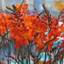 Die Montbretie Oder Auch Crocosmia Prince Of Orange Wachst 80 100 Zentimeter Hoch Und Bluht Von Mitte Juni Bis Mitte Au Pflanzen Fruhling Blumen Pflanzzeit