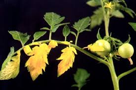 Image result for tomato seedling fusarium wilt