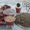 Start studying cactus and succulents. Https Encrypted Tbn0 Gstatic Com Images Q Tbn And9gcqu7vewzcdyh8jxpel 2ybjn0 10ckao8mtezzdi Sig0p0xiq Usqp Cau