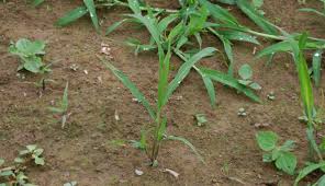Image result for Panicum chionachne