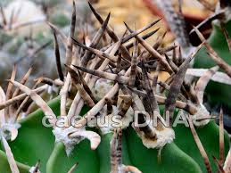 Image result for Biophytum crassipes