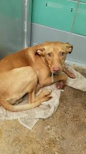Our almost home pet adoption process starts with viewing our pets. Almost Home Pet Rescue Home Facebook