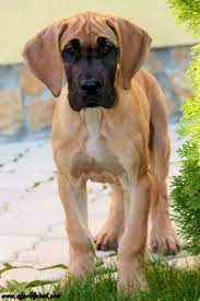 See more ideas about great dane dogs, great dane, dane. Pin By Randi Rissling On Great Dane Breed Board Dane Dog Dane Puppies Great Dane Dogs