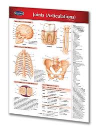 Chiropractic Medicine Guides 4 Chart Bundle Medical Quick Reference Guides By Permacharts