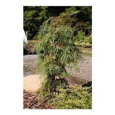 The idea of remaking john milius's nutzoid 1984 action picture red dawn is a silly one, not because the original is some kind of sacrosanct masterpiece (oh, boy, is it not). Metasequoia Glyptostroboides Miss Grace Miss Grace Weeping Dawn Redwood Broken Arrow Nursery