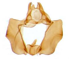 Image result for Cochylidia implicitana