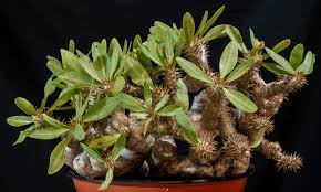 Image result for Pachypodium