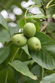 Frequent in hedges and wood edges. Pin On Garden
