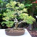 Image result for Acacia davyi