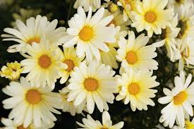 Image result for Helichrysum argyranthum
