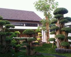 10 jenis tanaman terbaik untuk halaman rumah kesayangan 1. Tukang Taman Rumah Murah Pandawa Landscape