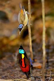 Bird That Sounds Like A Squeaky Toy At Night Wilson S Bird Of Paradise Pair Diphyllodes Respublica By Tim Laman Birds Of Paradise Project This Bird Of Paradise Is Distri Pretty Birds Nature Birds Birds