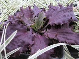 オオバコ「パープル パーバージョン」の種子~ 縁取りのある濃い栗色の葉