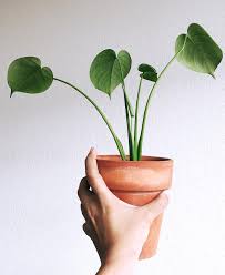Teeny Tiny Monstera Baby House Plants Plant Aesthetic Plants