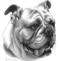 Bulldog tattoo designs meanings and ideas tatring. Bulldog Tattoo Designs Page 2 Tattooimages Biz