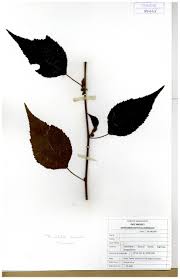 Image result for Triumfetta annua