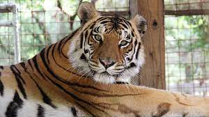 Silly Tiger Vs Pumpkin Youtube Big Cat Rescue Female Tiger Cat Pics