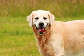 Golden retrievers are known for their flowing, sunny coat. Fact Or Fiction Examining The Short Haired Golden Retriever Petvblog