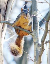They are not picky eaters and will feed on practically any food that's readily available, but they tend to prefer vegetables and fruit. These Tips Can Help With Squirrel Hunting Watching