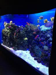 Coral Reef Exhibit At Point Defiance Zoo Aquarium Akvaryum