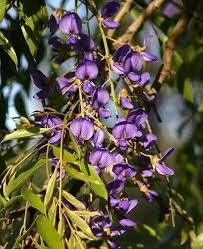 Image result for Bolusanthus