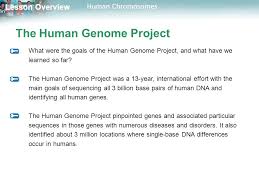 Chromosomes 21 and 22 are the largest human chromosomes. Lesson Overview Lesson Overview Human Chromosomes Lesson Overview 14 1 Human Chromosomes Ppt Download