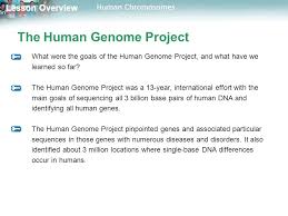 Chromosomes karyotypes shows the complete diploid set of chromosomes grouped together in pairs, arranged in order of decreasing size. Lesson Overview Lesson Overview Human Chromosomes Lesson Overview 14 1 Human Chromosomes Ppt Download