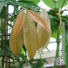 Image result for Salacia kraussii